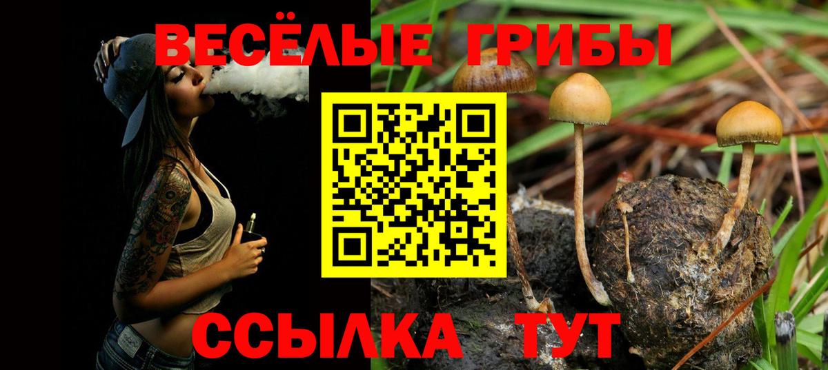 Галлюциногенные грибы MAGIC MUSHROOMS  Псилоцибиновые грибы Psilocybe  Находка  Вход с VPN 
